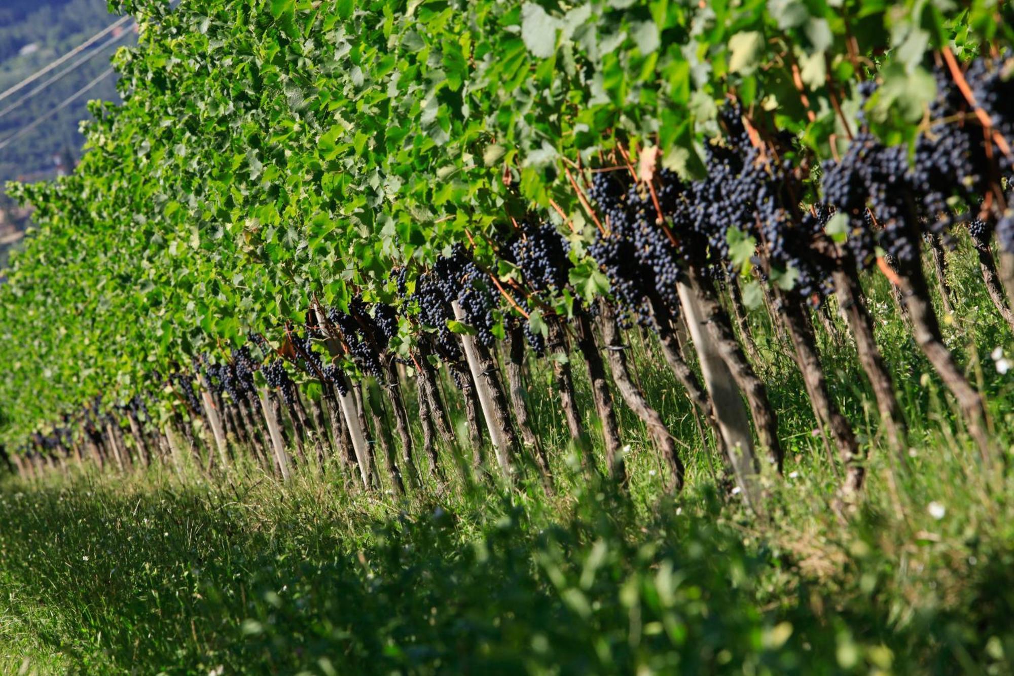 Apartamento Biobauernhof St. Quirinus Caldaro sulla Strada del Vino Exterior foto